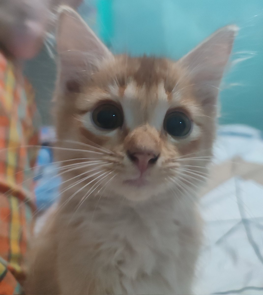 sipaling_laper's tweet photo. @kochengfs ini bocil malah bau jigong karna suka dimandiin mamahnya mulu 🥲 https://t.co/1ItfggXuhT