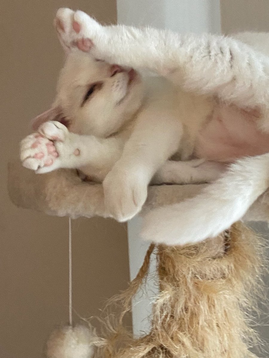 Leelee08632981's tweet photo. #cats #caturday #hemingwaycat #grandcat #CatsOfTwitter Have a joyful day, y'all. https://t.co/5WfxDbeLAw