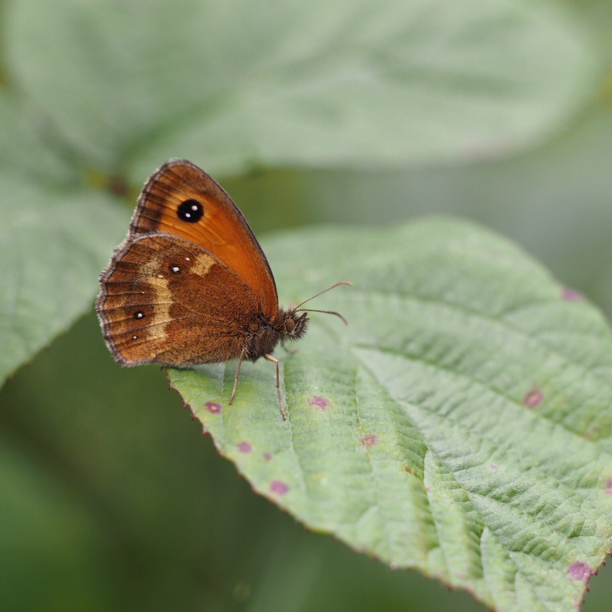 RichEd1969's tweet photo. Gatekeeper at Roundhay Park this week and a Spanish Gatekeeper from my June hols. https://t.co/s63cwVPO1x