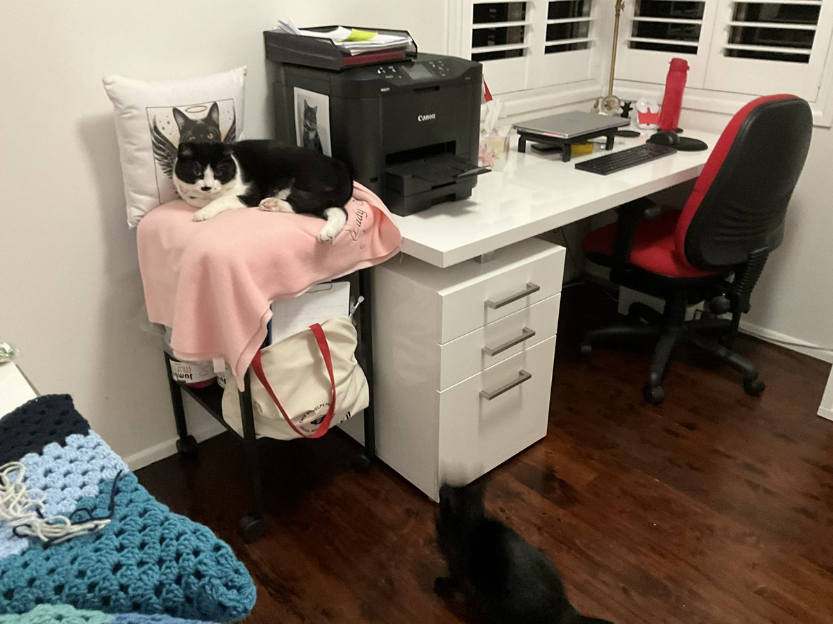 frisky9's tweet photo. I spent several hours today going through all the orders for blankies and cat scarves and it was incredibly moving. 😿 I think I have replied to everyone now and if everyone is a little patient I can move towards getting them finished slowly. Thank you to everyone 😍 https://t.co/CW0LrOKWhb