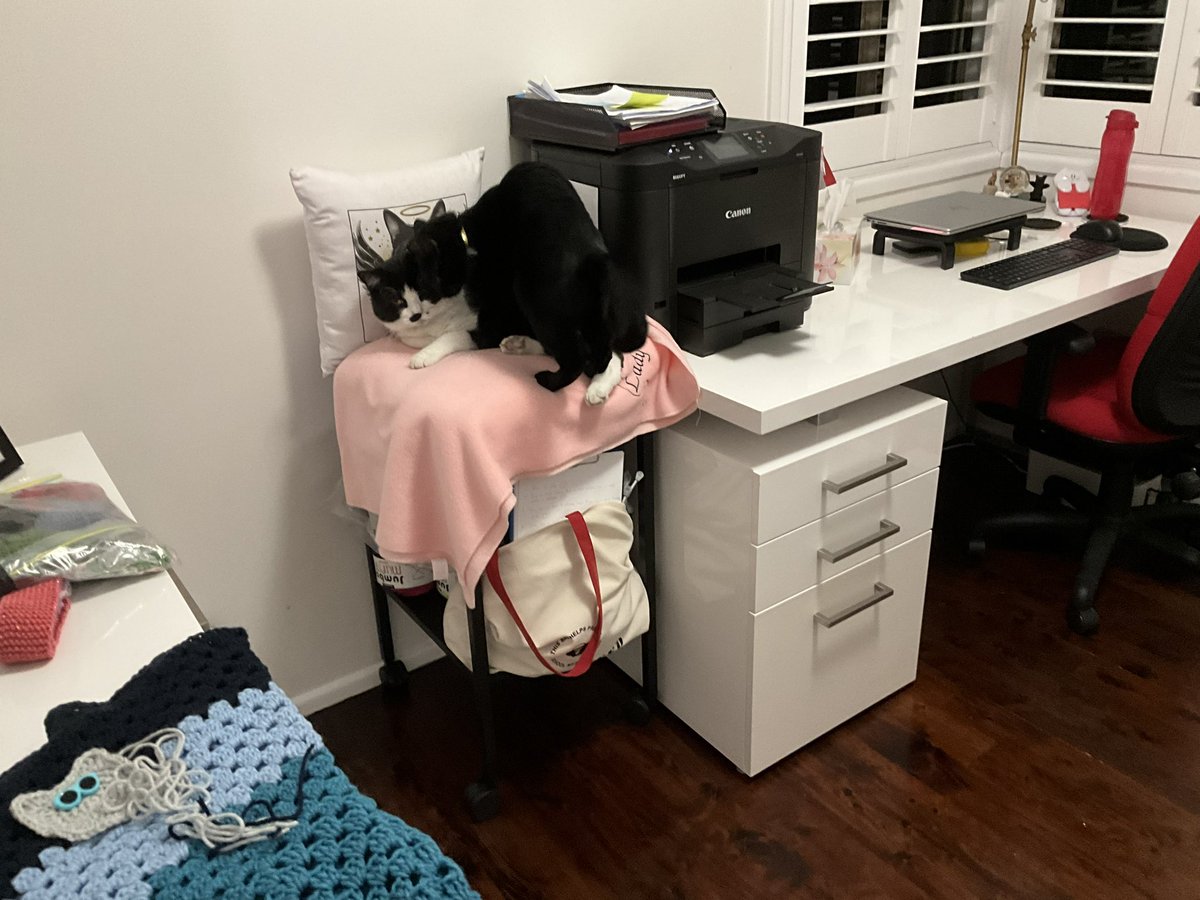 frisky9's tweet photo. I spent several hours today going through all the orders for blankies and cat scarves and it was incredibly moving. 😿 I think I have replied to everyone now and if everyone is a little patient I can move towards getting them finished slowly. Thank you to everyone 😍 https://t.co/CW0LrOKWhb