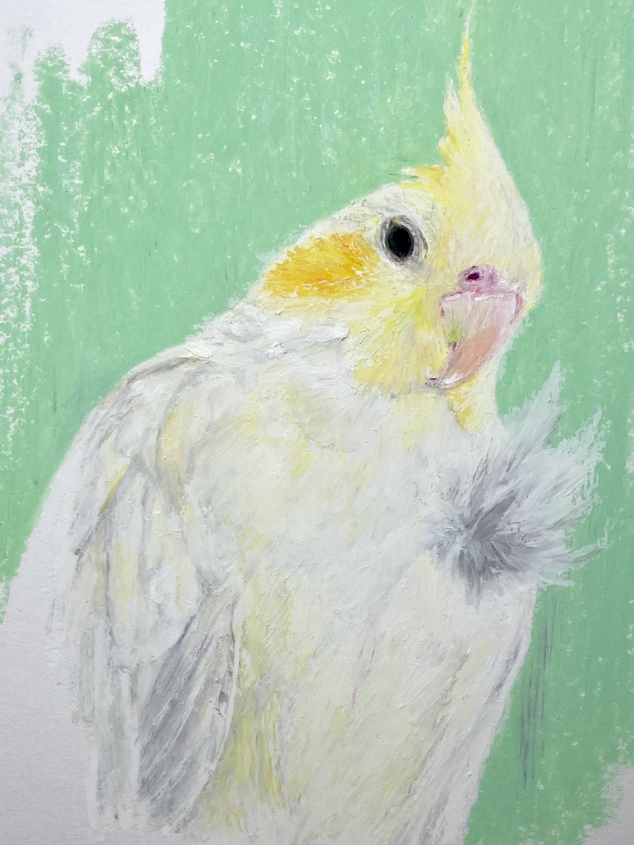 ほわ毛を胸に付けて おしゃれレベル100のオカメインコさん