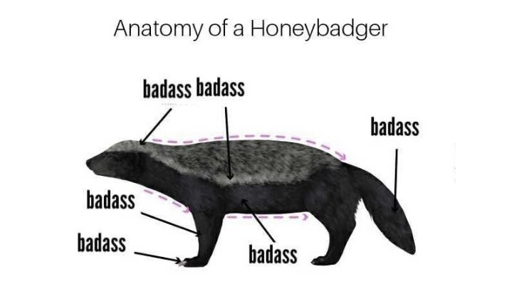 hobadger's tweet photo. Before we start our journey 

Some information on the anatomy of a HoneyBadger

#presale commences today- join our community if you like money. 

Built by community, for a community

LFG

https://t.co/LdRJUcnJpv

#SOL #solmeme #solmemecoin #DEX #gempad #100xgem #fairlaunch https://t.co/A1wlM5WpDa