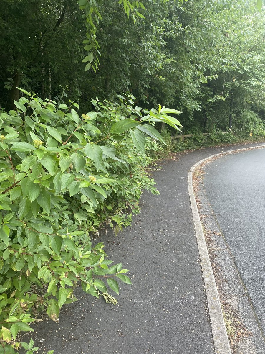 tom_mitchell87's tweet photo. @TraffordCouncil is someone able to get the bushes cut on Arnesby Avenue please? https://t.co/J5S5kv9KVH