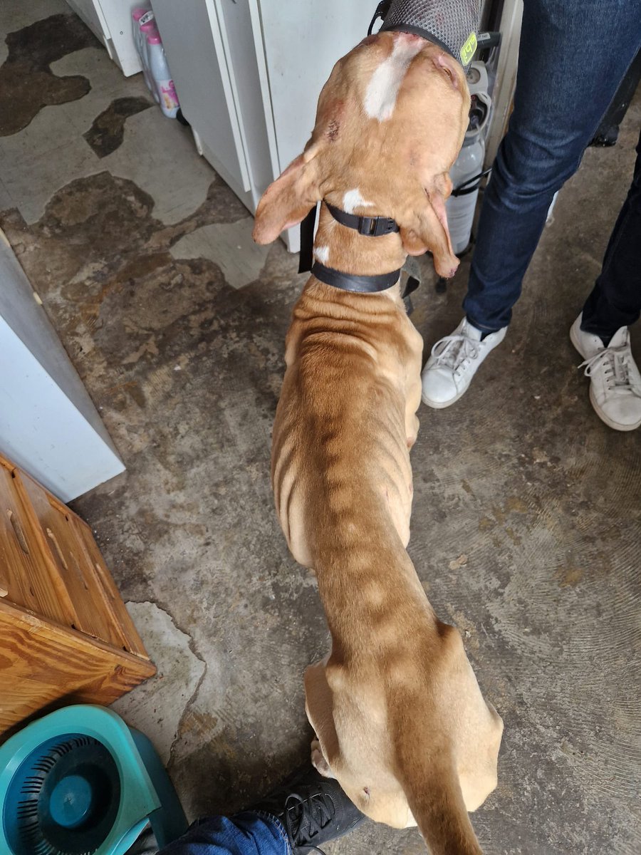 ActionAnimale's tweet photo. Ils laissaient leur chien mourir de faim sous leurs yeux ! Deux chiens dans un état catastrophique ont été saisis par Action Protection Animale sur la commune du Blanc-Mesnil.

https://t.co/ZCJAzG1xh2 https://t.co/vTSV1h6Yio