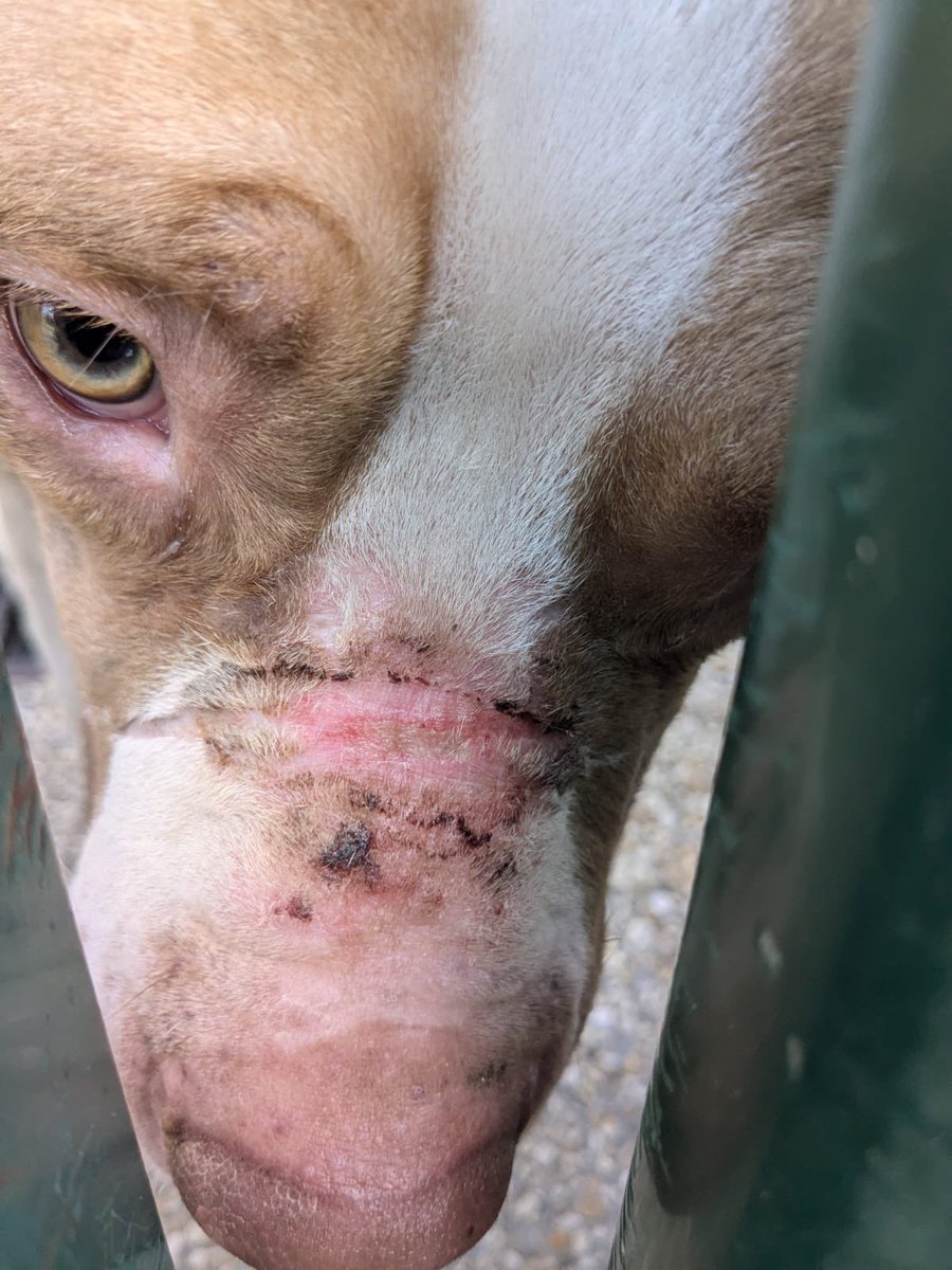 ActionAnimale's tweet photo. Ils laissaient leur chien mourir de faim sous leurs yeux ! Deux chiens dans un état catastrophique ont été saisis par Action Protection Animale sur la commune du Blanc-Mesnil.

https://t.co/ZCJAzG1xh2 https://t.co/vTSV1h6Yio