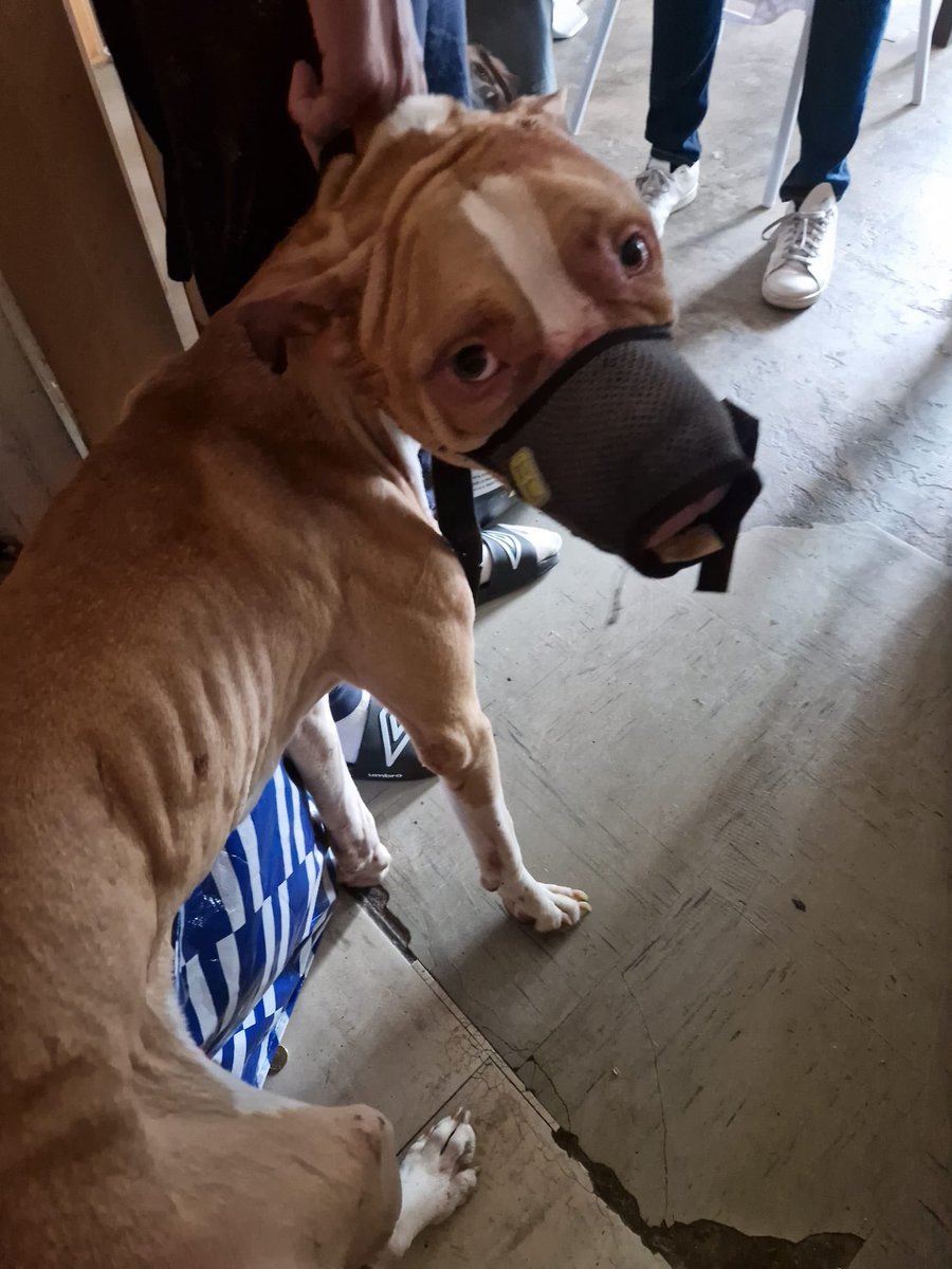 ActionAnimale's tweet photo. Ils laissaient leur chien mourir de faim sous leurs yeux ! Deux chiens dans un état catastrophique ont été saisis par Action Protection Animale sur la commune du Blanc-Mesnil.

https://t.co/ZCJAzG1xh2 https://t.co/vTSV1h6Yio