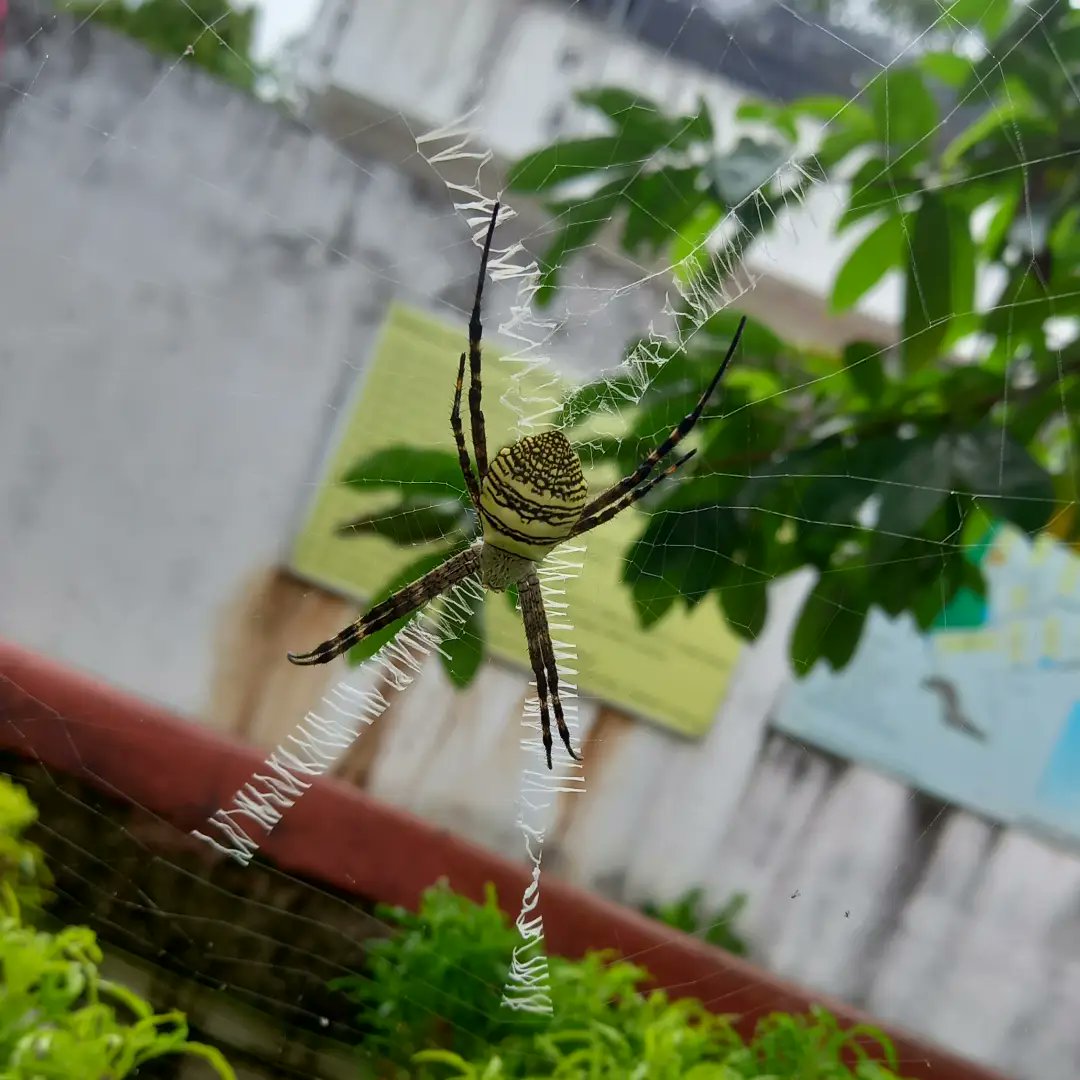 KeechBeech's tweet photo. The Art and the Artist 🕷️🕸️

#streetphotography #creations #wonders #patterns #spiderweb https://t.co/0riTAOvnl5