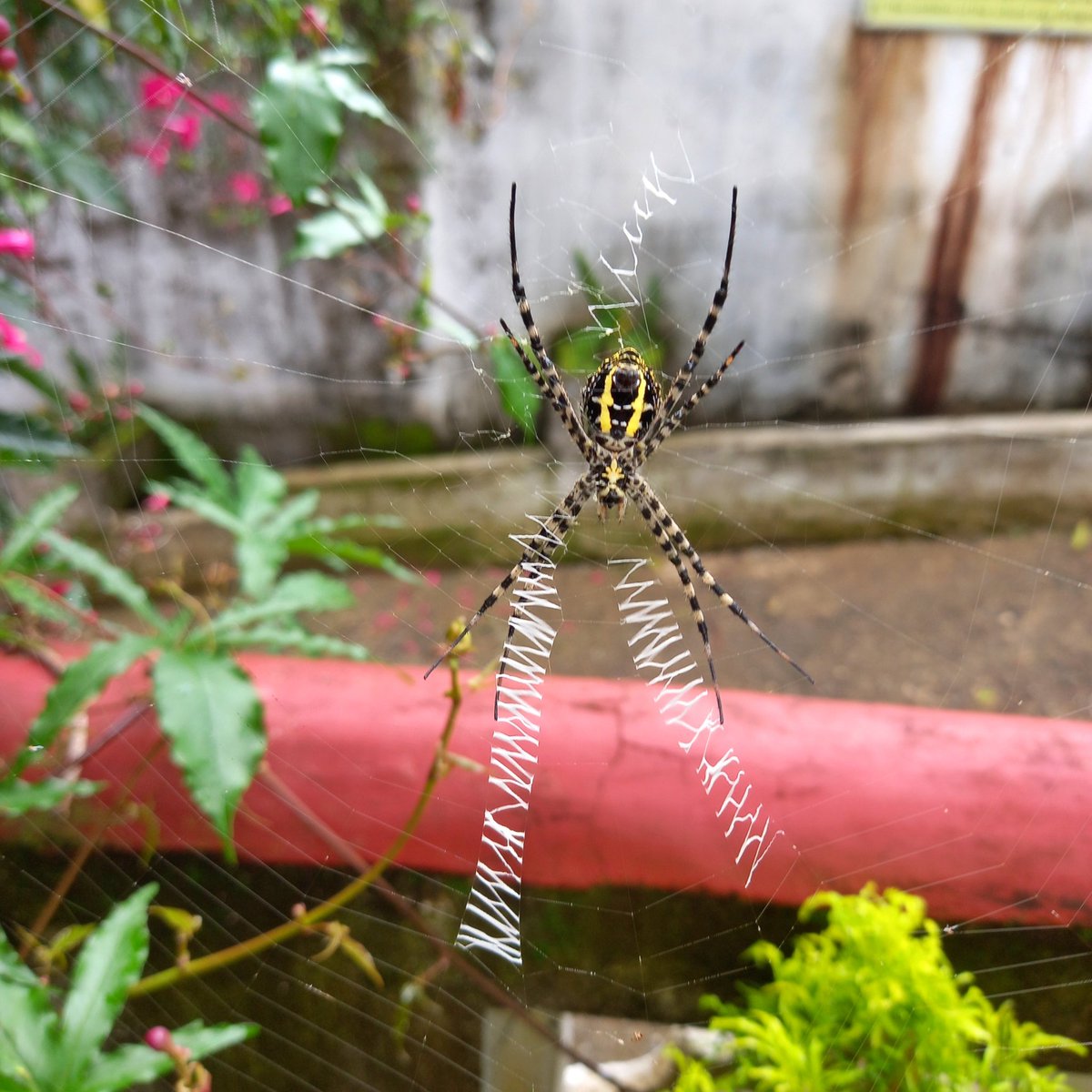 KeechBeech's tweet photo. The Art and the Artist 🕷️🕸️

#streetphotography #creations #wonders #patterns #spiderweb https://t.co/0riTAOvnl5
