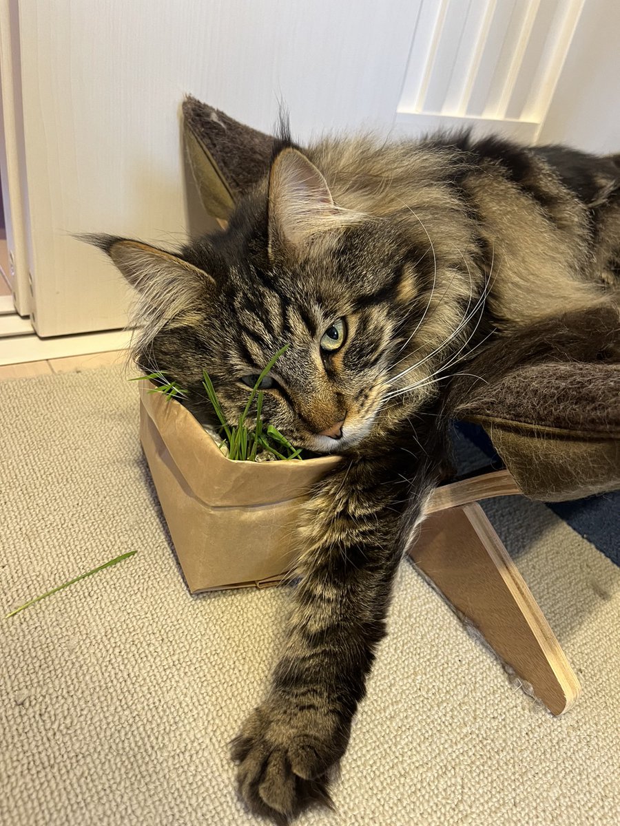 nekoemirin's tweet photo. 草への想い🌿

#メインクーン
#シカマル
#猫��いる生活 https://t.co/lAVX4AIo2s