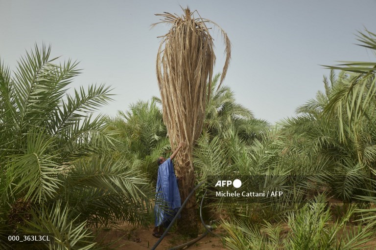 AFPphoto's tweet photo. Climate change threatens age-old #Mauritania date harvest. #AFP 
📸@cattani_michele https://t.co/kNlbkNtlsW
