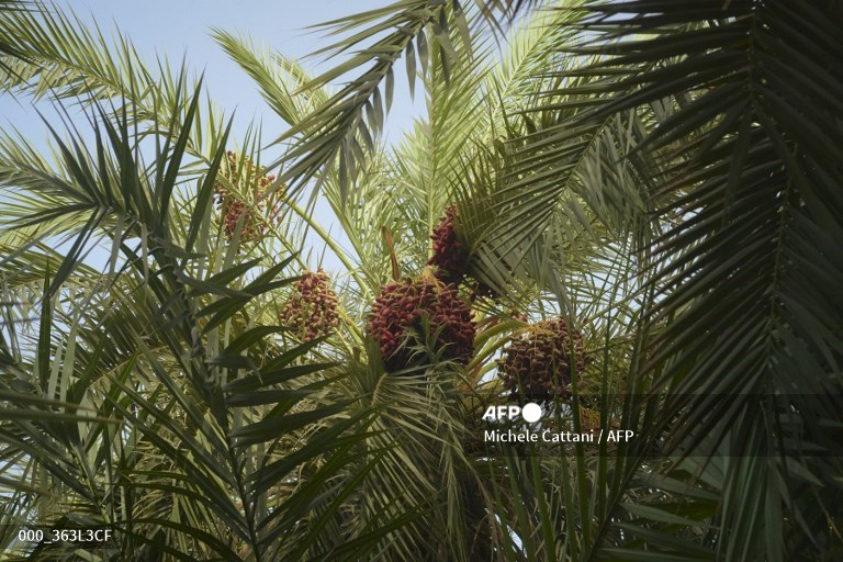 AFPphoto's tweet photo. Climate change threatens age-old #Mauritania date harvest. #AFP 
📸@cattani_michele https://t.co/kNlbkNtlsW
