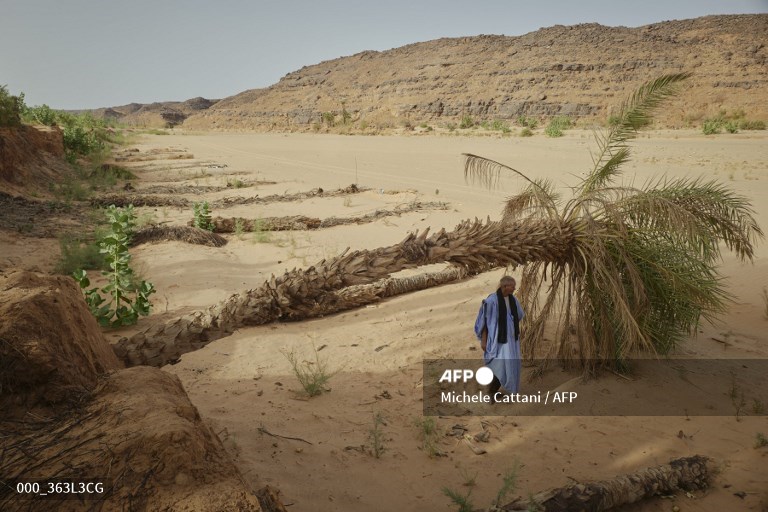 AFPphoto's tweet photo. Climate change threatens age-old #Mauritania date harvest. #AFP 
📸@cattani_michele https://t.co/kNlbkNtlsW