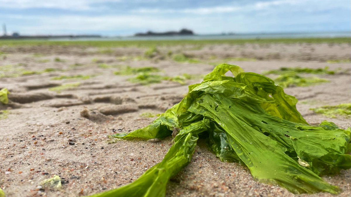 GovJsyIE's tweet image. We’re aware of the large increase in sea lettuce in St Aubin’s Bay over recent days, and teams from I&amp;amp;E and our contractors are working through this weekend to clear as much as possible, as quickly as we can.