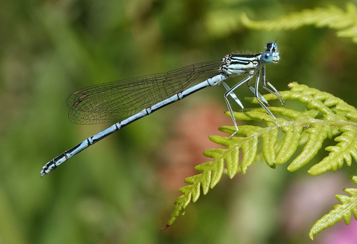 Martin Pitt tweet media