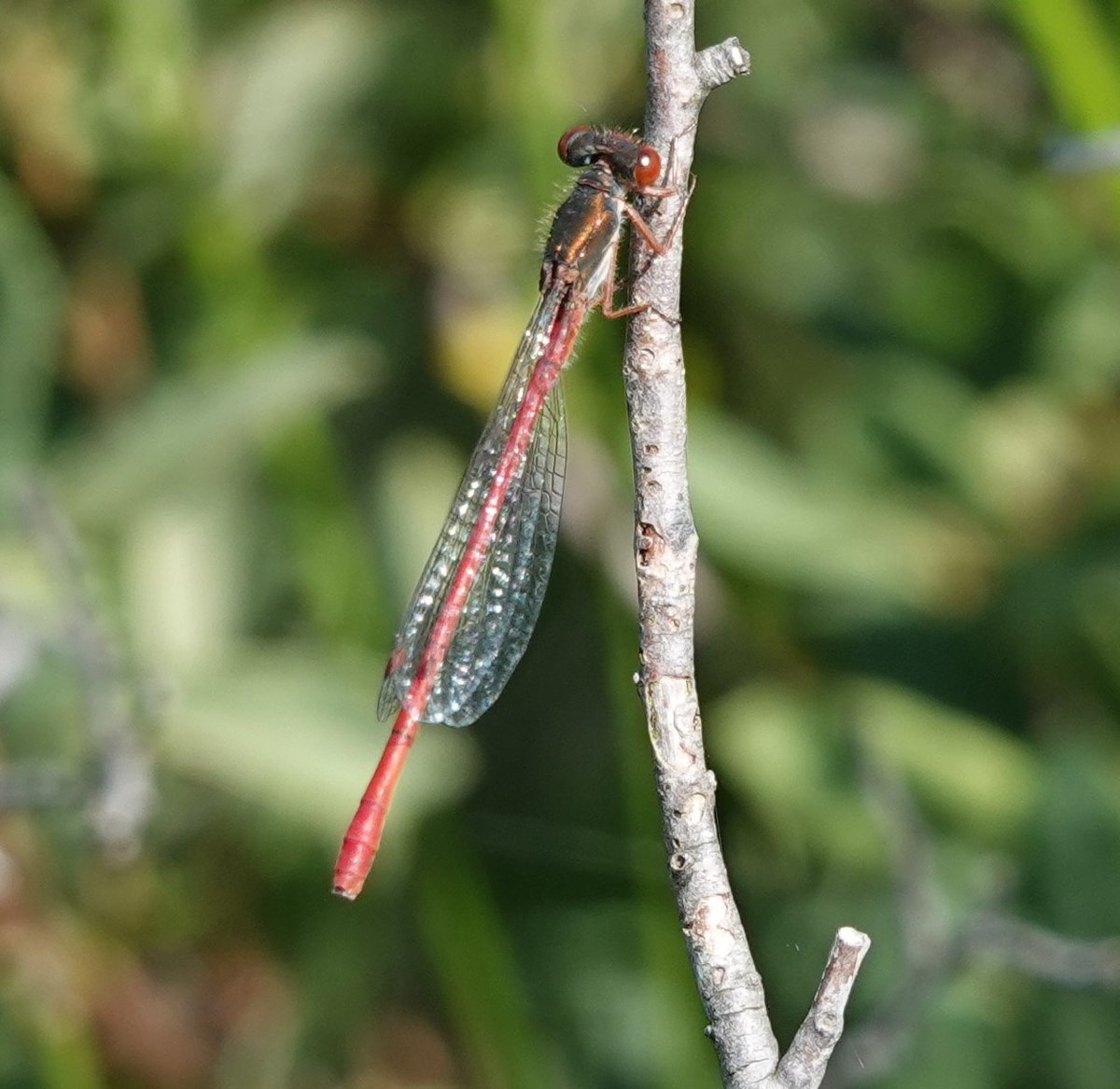 Martin Pitt tweet media