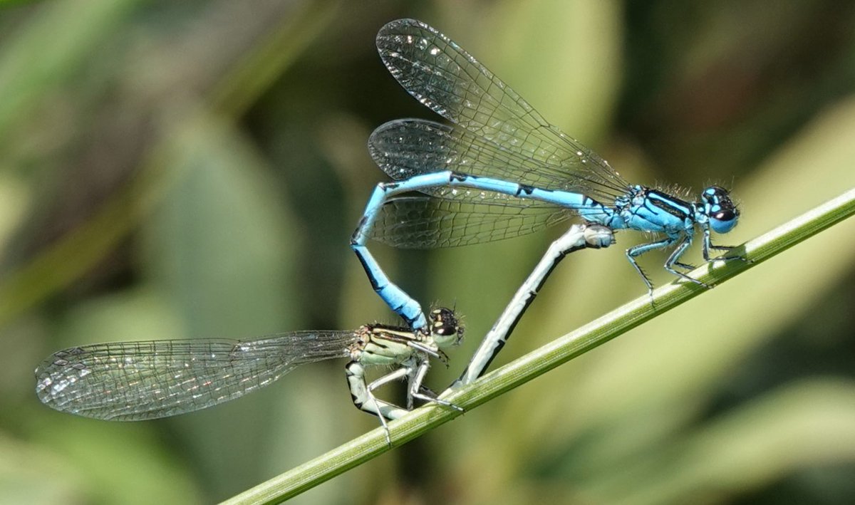 Martin Pitt tweet media