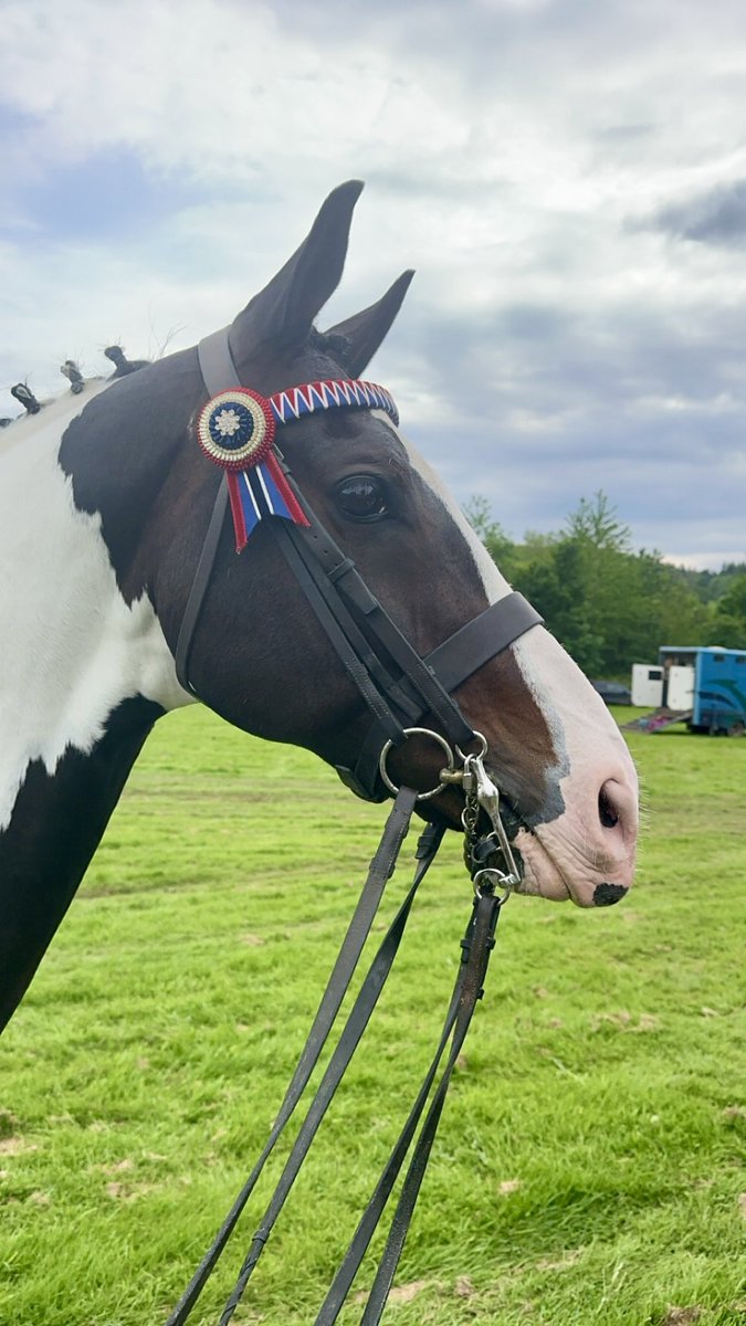 ejbutterworth's tweet photo. Two Championships @PenrithShow for Awesome 🥰 this morning and now on route to @Cartmelrace with 2 runners. #goodstart #bestweekends #livesuptohisname😍 https://t.co/x7nHkBLvku