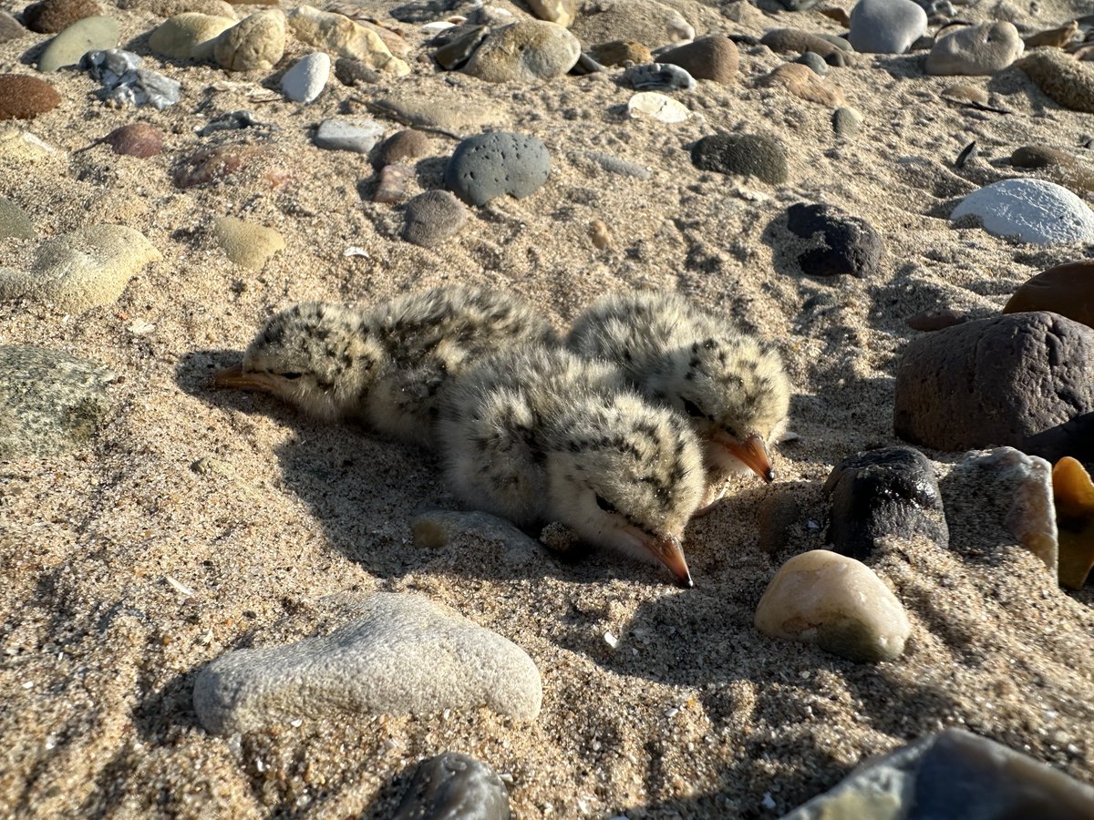 Shorebirds at Gibraltar Point tweet media