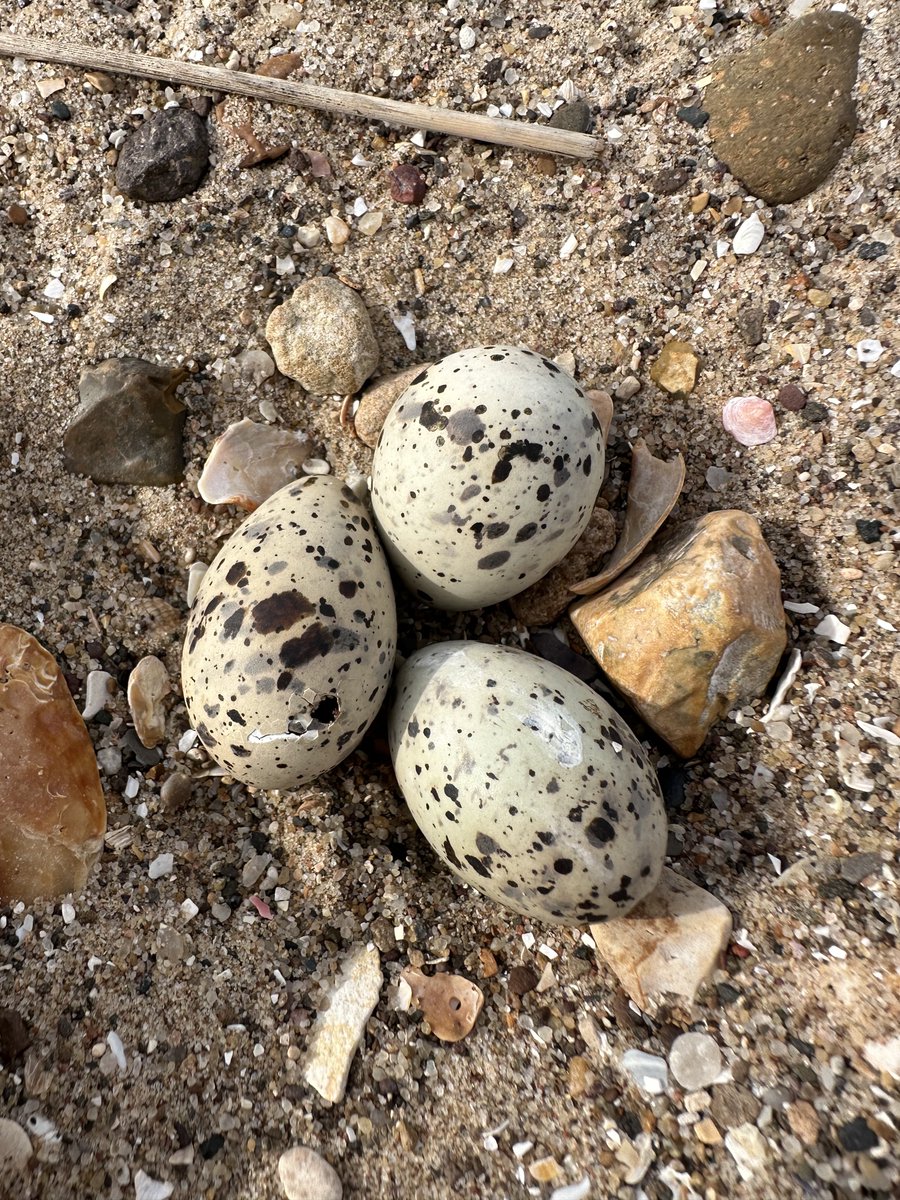 A small flurry of activity this week with the last little tern nests beginning to hatch- fresh chicks a couple of days ago and another nest starting to hatch this morning! We’ve also confirmed a minimum of 15 fledged juveniles!! ✈️
