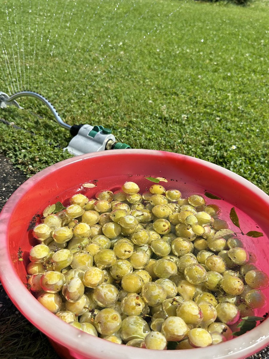 Ajisai45361845's tweet image. お庭のミラベルいっぱい獲れたー😆
西洋プラム✨

今日はこれでケーキを作るぞ！🥧　

今年も実をつけてくれてありがとう😊
皆様の収穫も楽しませて頂いております！

Mirabelle in the garden. Maybe a Mirabelle cake would be good?😋
#Mirabelle