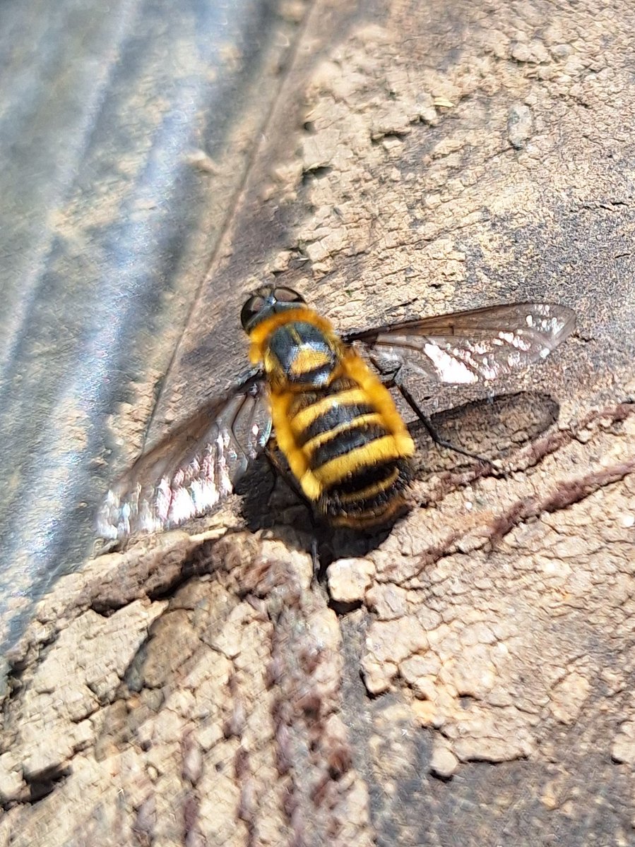Ben Atkinson (@benjmatkinson) on Twitter photo A good find yesterday at <a href="/DorsetWildlife/">Dorset Wildlife Trust</a> Lyscombe nature reserve. Almost certain this is the Nationally rare downland bee-fly, Villa cingulata. Can anyone can confirm from this picture please? <a href="/DipteristsForum/">Dipterists Forum</a> <a href="/StevenFalk1/">Steven Falk</a> A good find yesterday at <a href="/DorsetWildlife/">Dorset Wildlife Trust</a> Lyscombe nature reserve. Almost certain this is the Nationally rare downland bee-fly, Villa cingulata. Can anyone can confirm from this picture please? <a href="/DipteristsForum/">Dipterists Forum</a> <a href="/StevenFalk1/">Steven Falk</a>