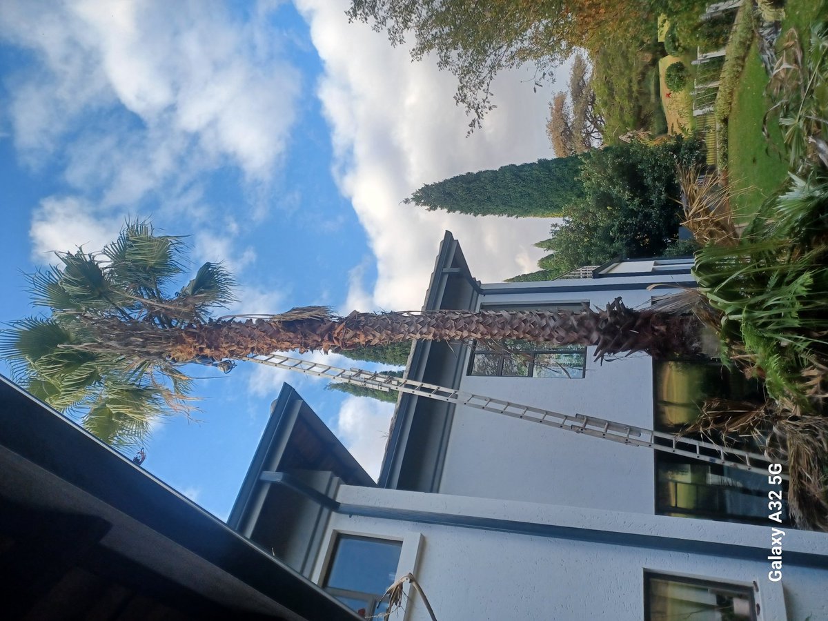 Deexii1's tweet photo. For all your tree cutting call johannes, quotation is free of charge 
0730345545 for call and whatsapp https://t.co/4HTZmm6O3b