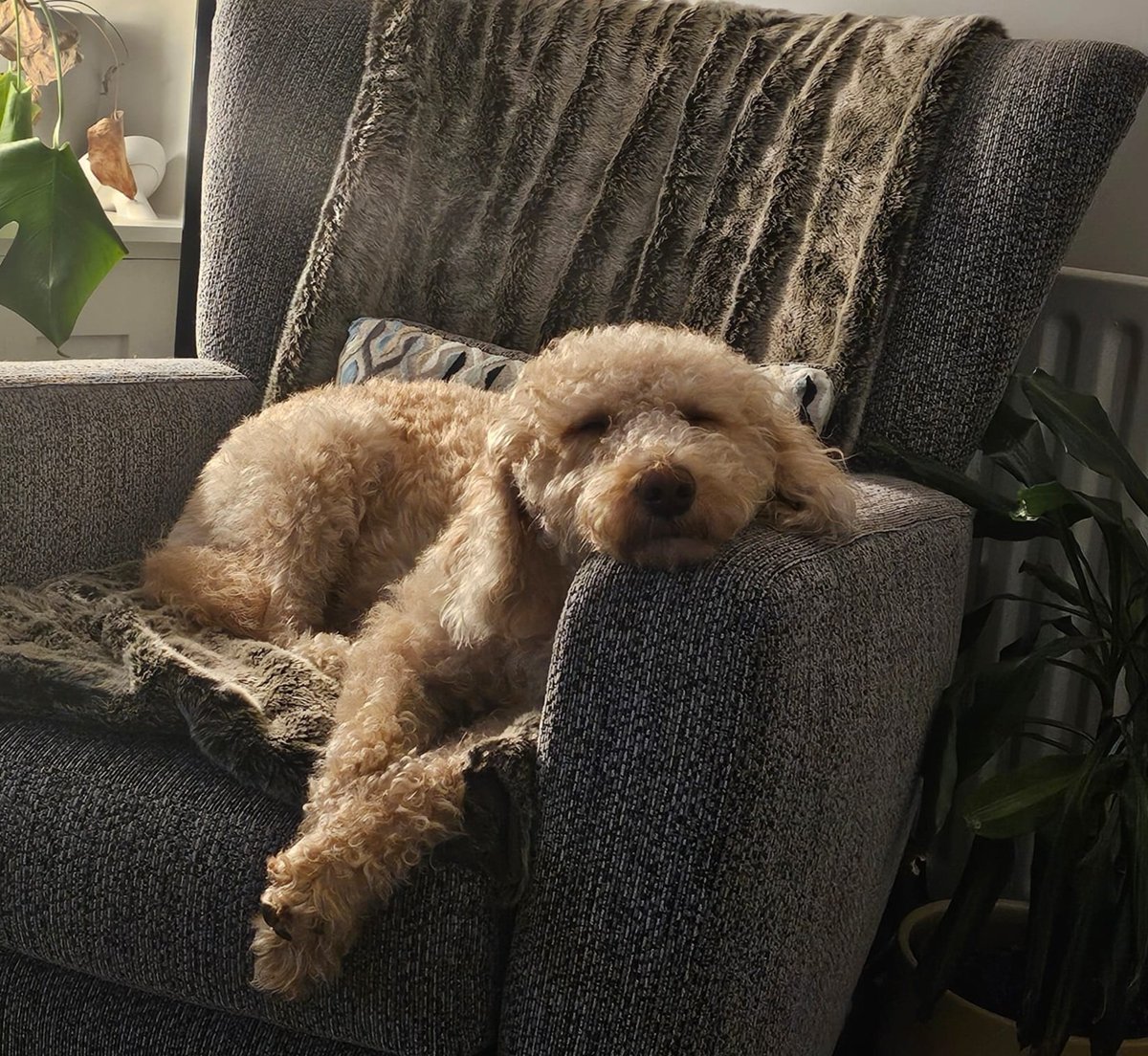 Just found out Laika's mum is expecting pups in August.  Currently debating if this one needs a sibling in her life.  She loves all other dogs. 🤔