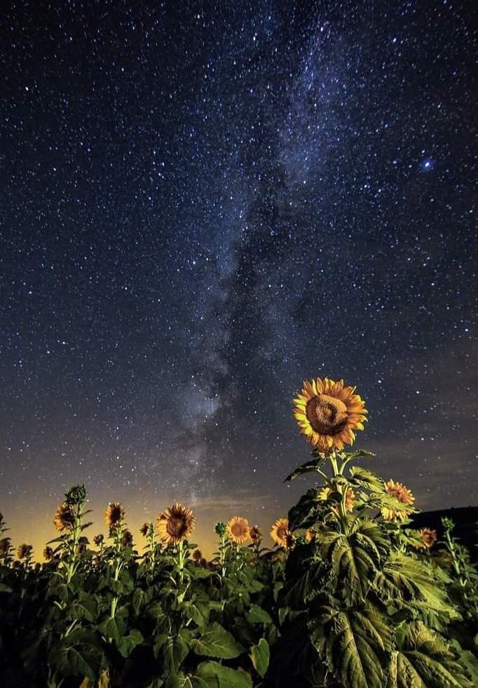 Starry night