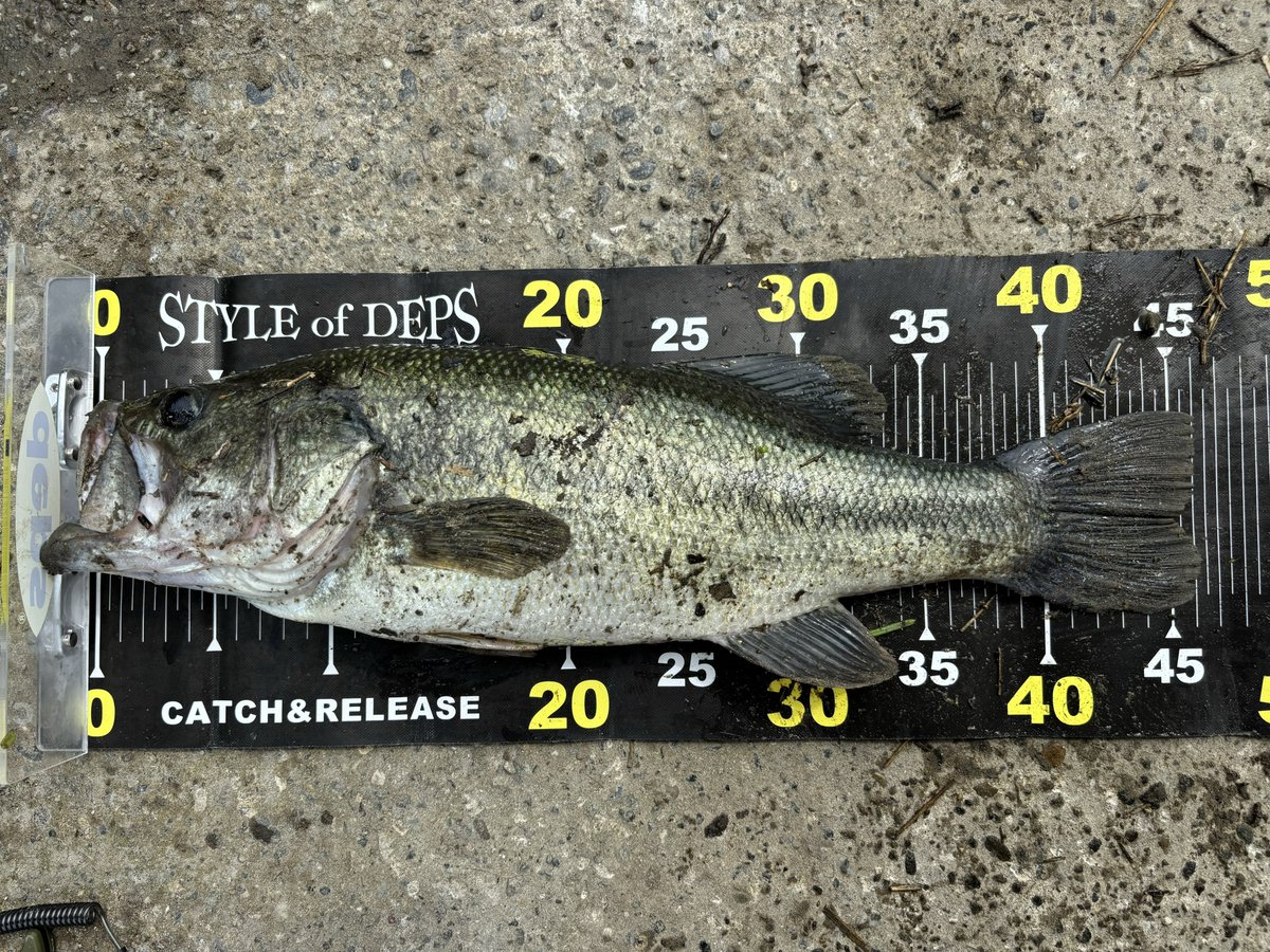 NRD_Basser's tweet photo. 今日は全部で8本🎣
8本中5本が40UPでスモール1本🐯
上出来👏 https://t.co/91zjQWhiyz