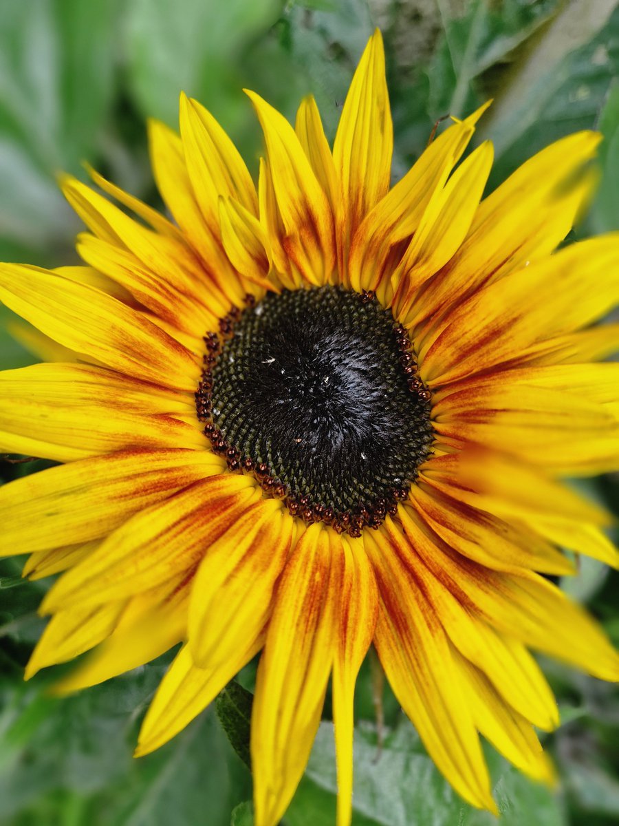 Harlequin #Sunflowers The warm weather has made them happy 🌱 #Weekend <a href="/HLAllotments/">Harpers Lane Allotments</a> #Growing