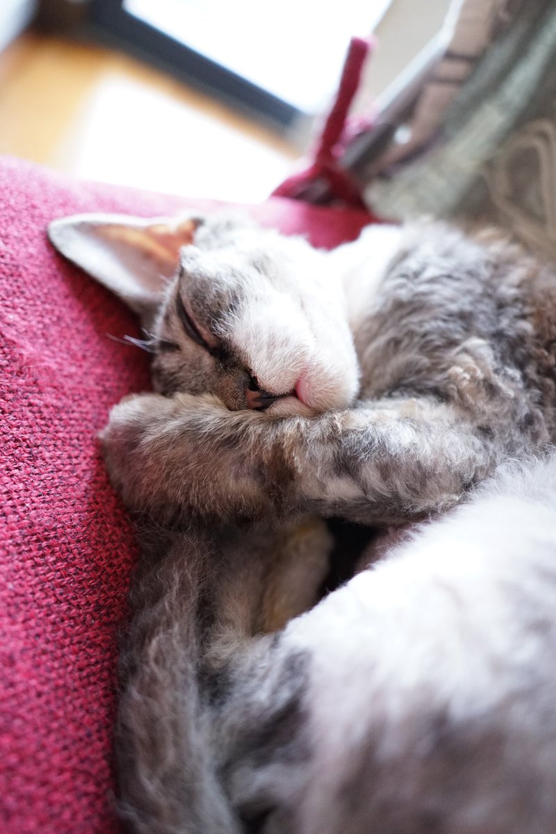DarkTachyon's tweet photo. I wish I could be as carefree as my cat! https://t.co/islCXFQYtr