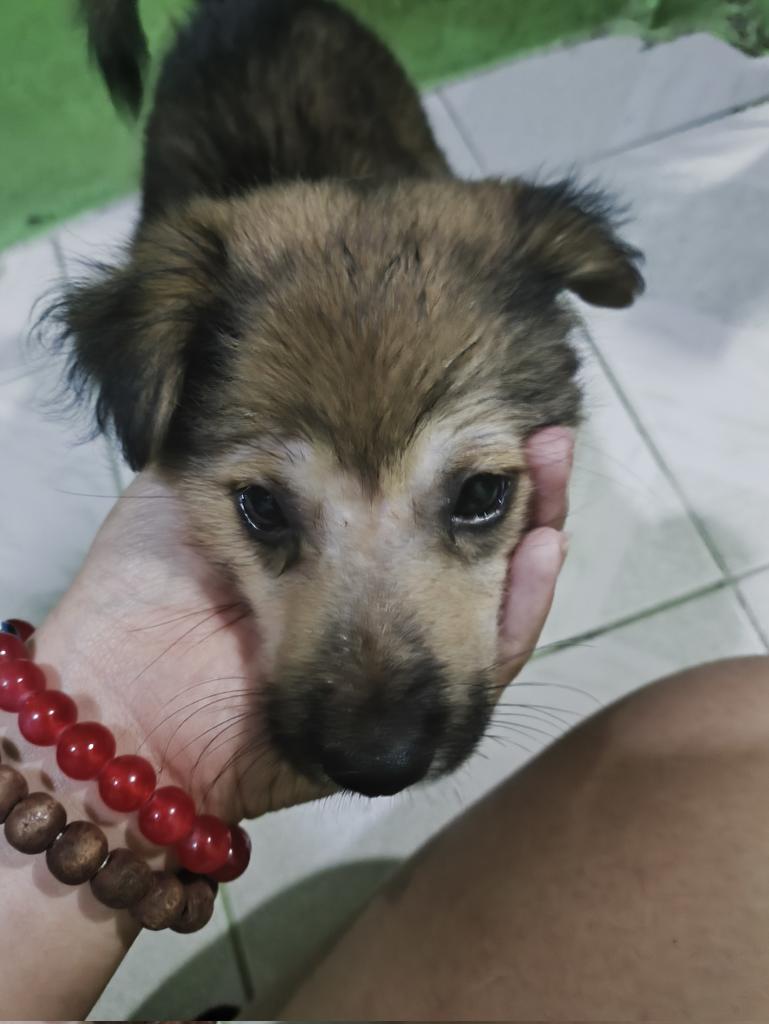 Wooniverse_L's tweet photo. @arahvirtucio hi, I'm trying my luck. do you know what the cause of this? I'm worried my dog got some bacteria. https://t.co/dBzAXjoJmv