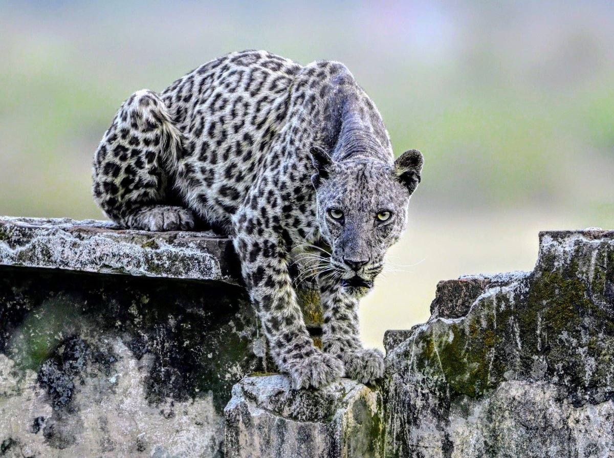 TruConserve's tweet photo. A Leopard suffers mange, contracted from invasive stray dogs found all over &amp; around Rajaji National Park. Strays dogs are invasive &amp; need permanant  removal/euthanasia in &amp; around all protected areas. Photo: Vishal Orhi, June '24. @byadavbjp @ukcmo @wii_india @moefcc @PMOIndia https://t.co/rywkmtOqUQ