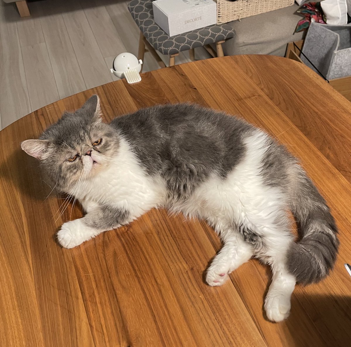 shigeyumomo's tweet photo. momotaro「I'm the cat that takes over the table!」 = 「テーブル占領猫だよ!」
・
・
#tablecat #table #catlover #cat #catlife #catlove #dailycat #meow #exoticshorthair #exoticshorthaircat #exoticcat #猫 #ねこ #テーブル #テーブル占領猫 #エキゾチックショートヘア #猫のいる生活 https://t.co/SDZeuZ0IKU