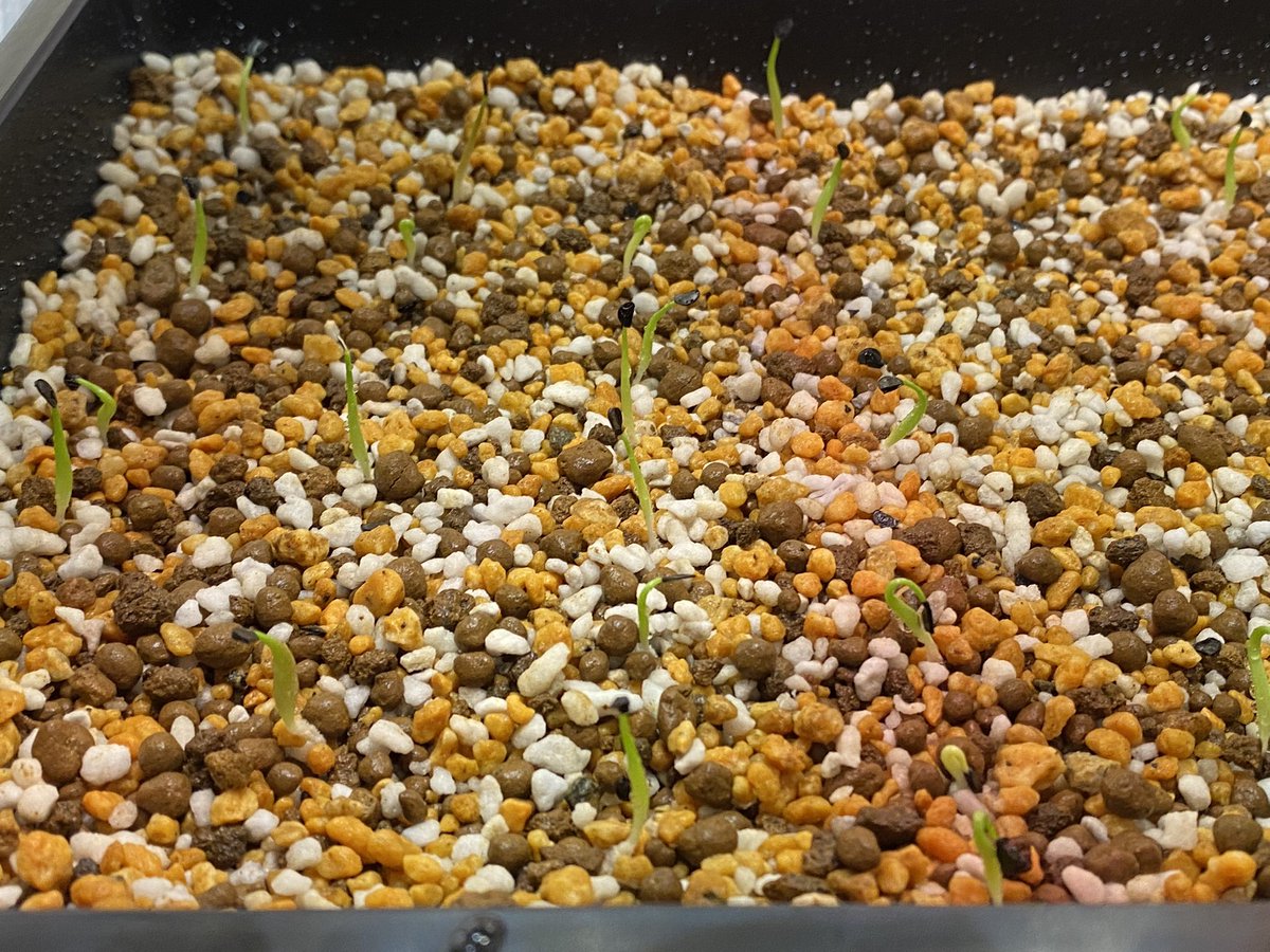 にょきにょき！