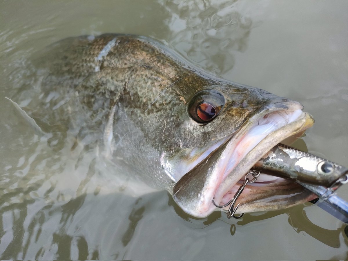 mochriverwading's tweet photo. PE0.8号にナイロンリーダー3号だったから自分を落ち着かせるためにシステマの呼吸法で終始ファイトしてました🤗
68cmでしたが後10cm大きければ捕れて無かったと思う。
やっと捕れたよ！徳島アカメ！！
#アカメ
#徳島アカメ
#Gクラフト
#モンスターストリームSR
#ima
#ヨイチ80
#システマ釣法 https://t.co/pLl3hlTO9d