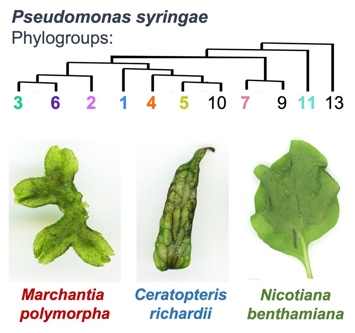 Philip Carella (@phil_carella) on Twitter photo Happy to share our study on the critical role of the lipopeptide syringomycin in promoting Pseudomonas syringae virulence across land plants. Project led by Kris Grenz and <a href="/Khongsam_Chia/">KhongSam Chia</a>, <a href="/JohnInnesCentre/">John Innes Centre</a> and collaborators <a href="/AlexaTyszka/">now @atyszka.org on bluesky!</a> & <a href="/evojfwalker/">Joseph Walker</a> biorxiv.org/cgi/content/sh… Happy to share our study on the critical role of the lipopeptide syringomycin in promoting Pseudomonas syringae virulence across land plants. Project led by Kris Grenz and <a href="/Khongsam_Chia/">KhongSam Chia</a>, <a href="/JohnInnesCentre/">John Innes Centre</a> and collaborators <a href="/AlexaTyszka/">now @atyszka.org on bluesky!</a> & <a href="/evojfwalker/">Joseph Walker</a> biorxiv.org/cgi/content/sh…