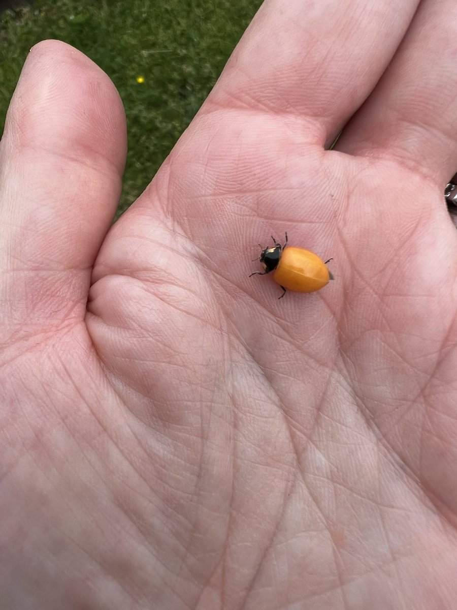 EmilyAsher's tweet photo. @ChrisGPackham Good morning. Saw this whilst out walking my dog this morning. He was enjoying himself on a lavender bush.🐞 I returned him once I took a few pictures 😉 #Spotless https://t.co/cgzkZdJkDT