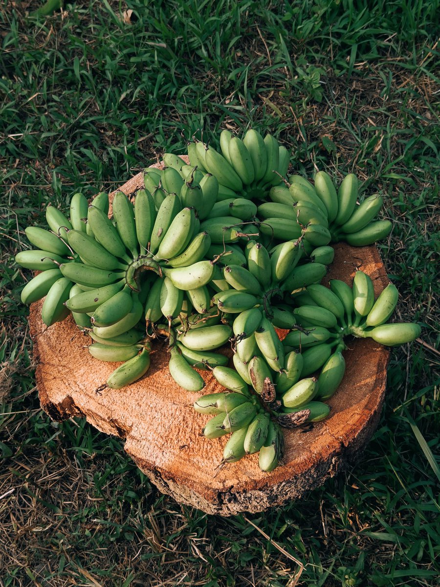 My_aimin's tweet photo. Panen pisang..durian belum jatuh
#hidupkebun https://t.co/0GxZoSBf4Y