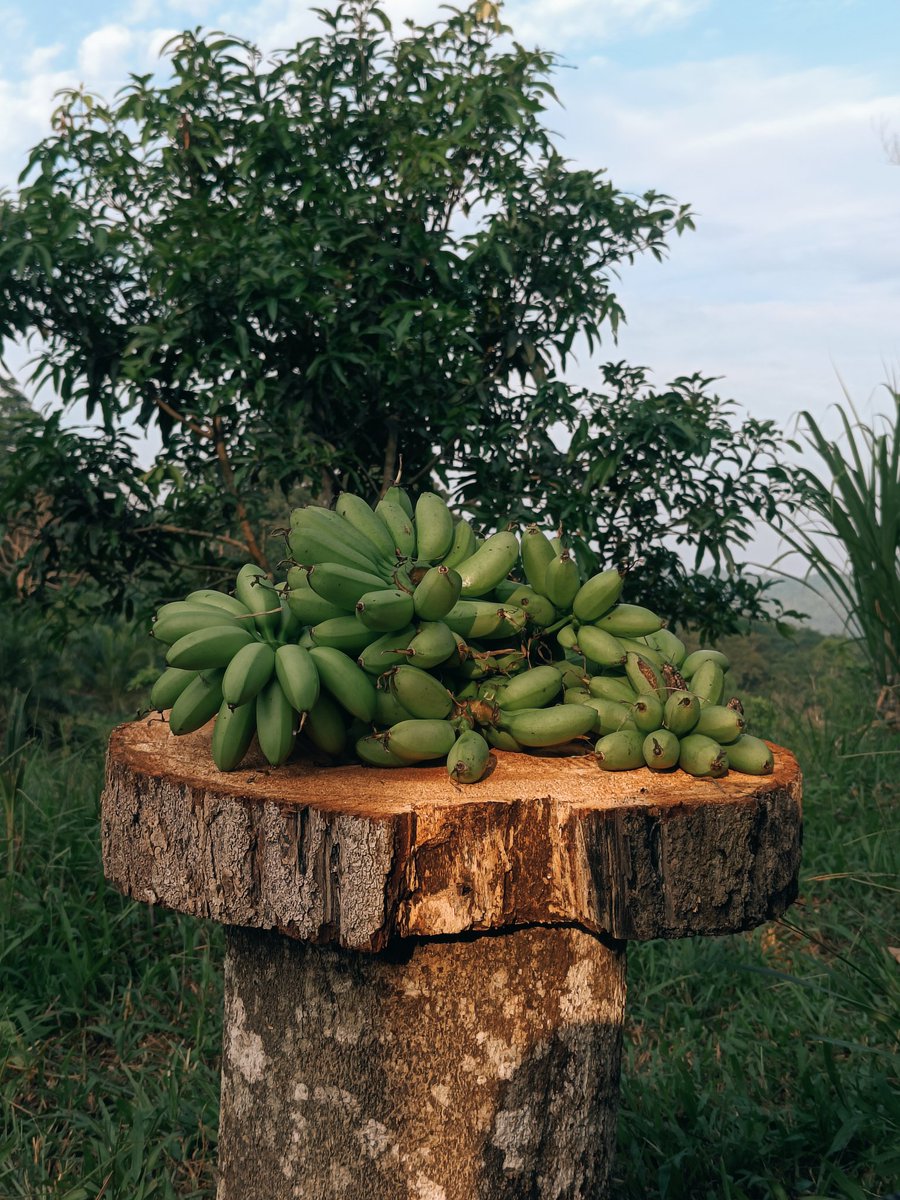 My_aimin's tweet photo. Panen pisang..durian belum jatuh
#hidupkebun https://t.co/0GxZoSBf4Y