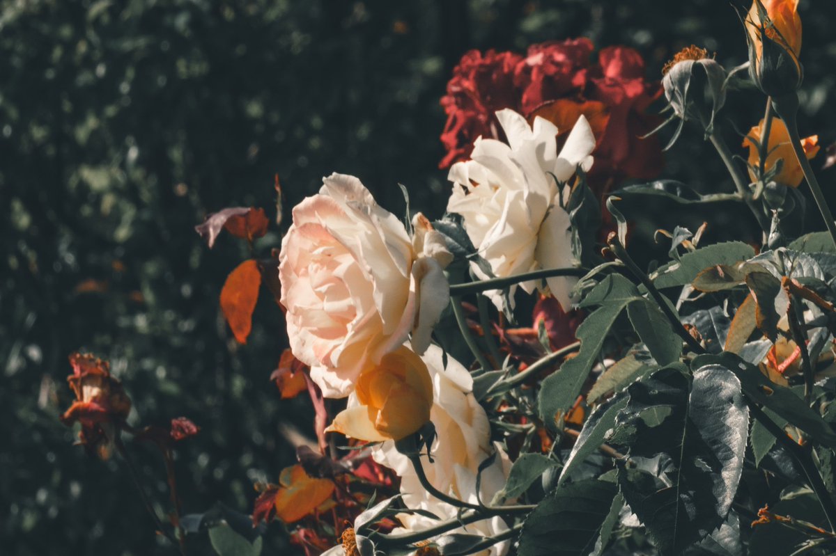 花と童話の世界