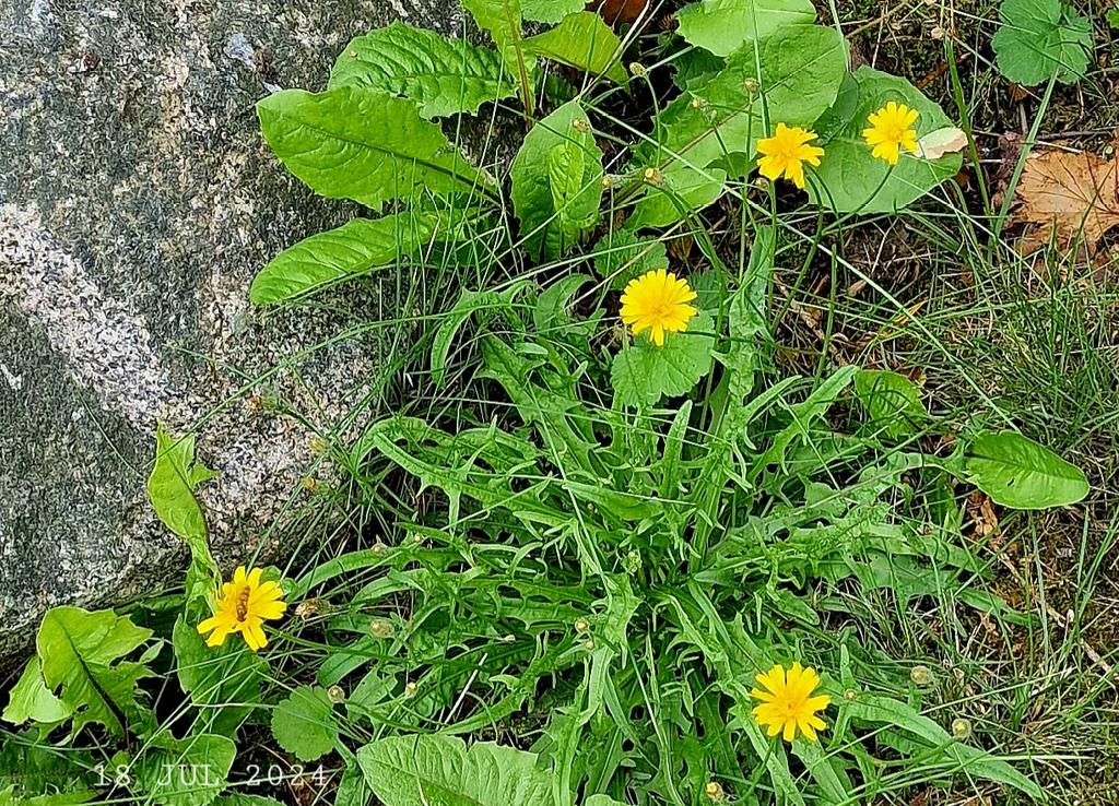 IDadzkov's tweet photo. Autumn hawkbit. Höstfibbla.  Кульбаба осенняя.
#nature #summer #flowers #WildFlowers #AutumnHawkbit #höstfibbla #FlowersPhoto #WildFlowersPhoto https://t.co/FzsFlNvFHE