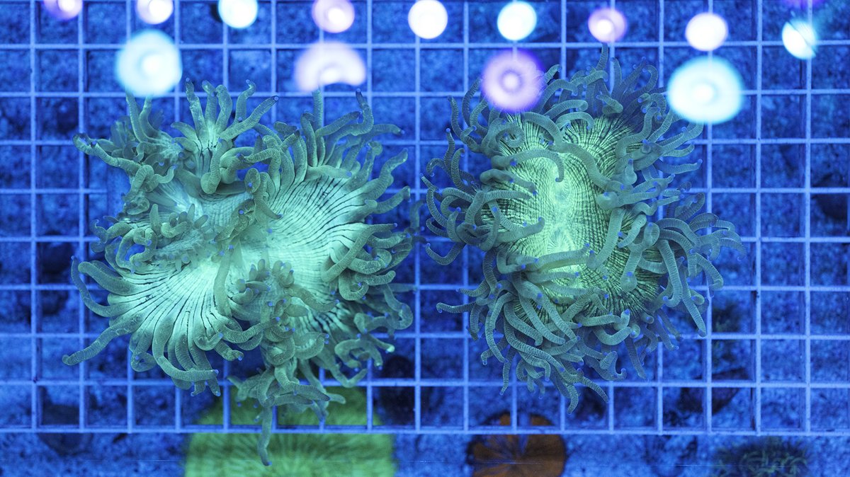 REEF_TRIGGER's tweet photo. 本日入荷の

IF/ カクオオトゲRainbowフラグ
カクオオトゲPink/Redフラグ
DragonSoul(Prism)
ハナガタPachysepta
ハナガタLobo.Hemprichii
CE/ Galaxea Gold Tip
トランペットPurpleTip XSサイズ×2 https://t.co/S15H6ITsPo