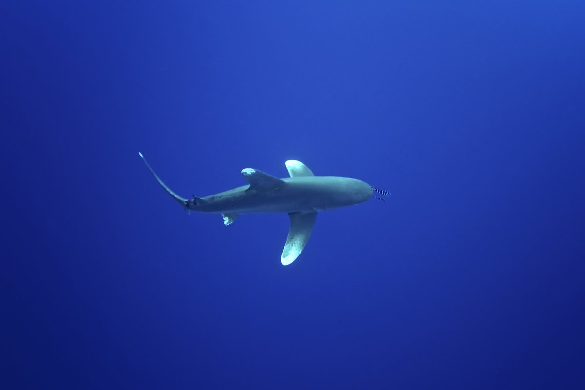 🦈 <a href="/CITES/">CITES</a> Animals Committee #AC33 adopted all the recommendations from a new review co-authored by TRAFFIC. 

It finds inconsistent reporting by CITES Parties is a major problem in saving threatened #shark and #ray species. 

Read the report 👉 loom.ly/NA7LJLk