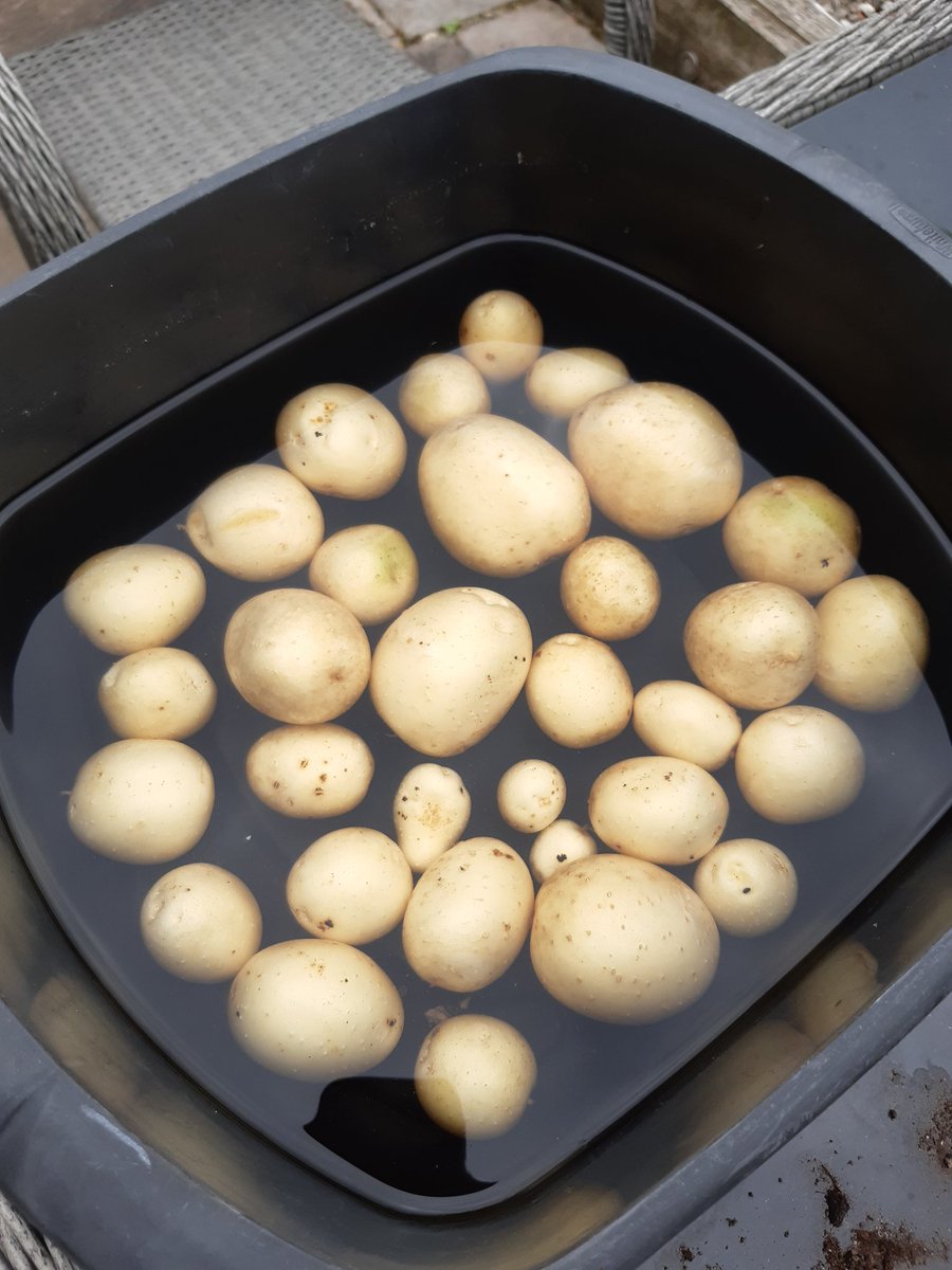 JohnHuskinson2's tweet image. 1st harvest of the year.

Better returns than my portfolio ATM 🤭

Will go nicely on my fresh salmon later 😋 

#GrowYourOwn #BeHumble