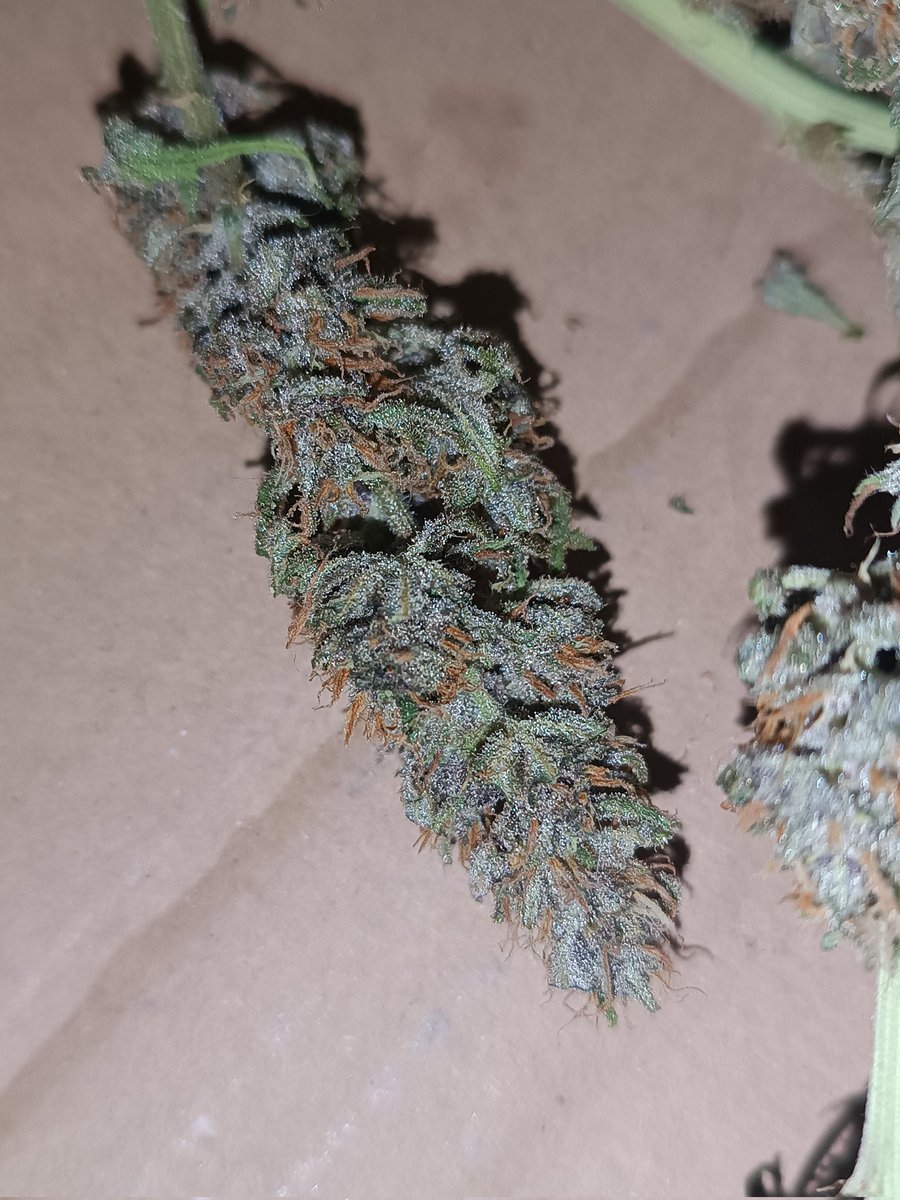 tns_weed's tweet photo. Autoflorecientes de última generación, sin olor rudelaris, me faltó más litros de sustrato, pero merecen la pena para lo que uno conocía de las autoflorecientes. https://t.co/RRAA8mXC2t