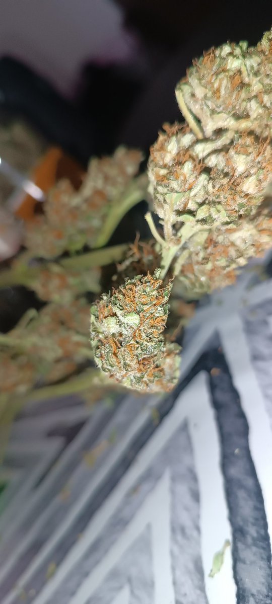 tns_weed's tweet photo. Autoflorecientes de última generación, sin olor rudelaris, me faltó más litros de sustrato, pero merecen la pena para lo que uno conocía de las autoflorecientes. https://t.co/RRAA8mXC2t