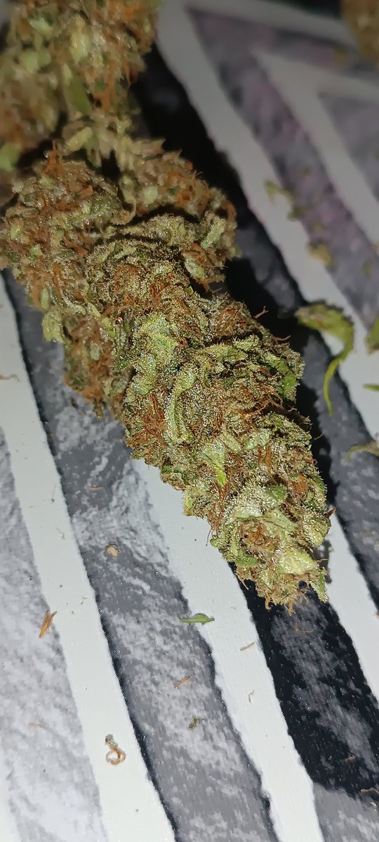 tns_weed's tweet photo. Autoflorecientes de última generación, sin olor rudelaris, me faltó más litros de sustrato, pero merecen la pena para lo que uno conocía de las autoflorecientes. https://t.co/RRAA8mXC2t