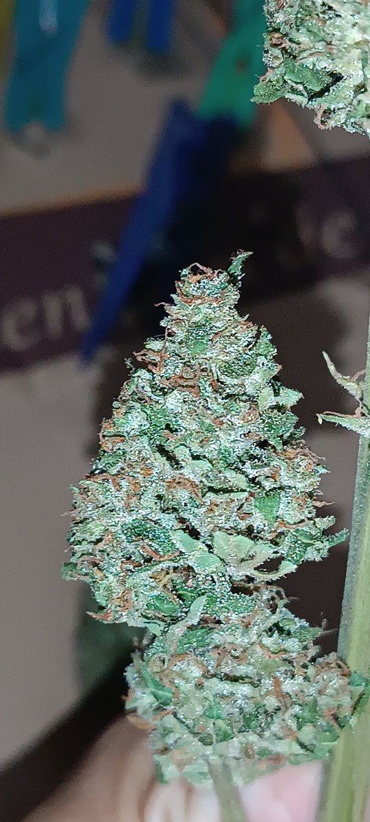 tns_weed's tweet photo. Autoflorecientes de última generación, sin olor rudelaris, me faltó más litros de sustrato, pero merecen la pena para lo que uno conocía de las autoflorecientes. https://t.co/RRAA8mXC2t